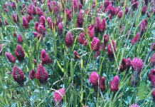 Practices to extend grazing days Crimson clover & annual ryegrass cover crop allen dean farms