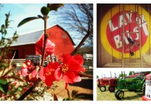 How to talk about farming with non-farmers Dickie Bird Farm collage