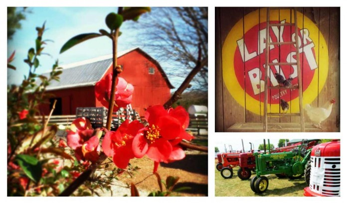 Dickie Bird Farm collage