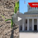 Field Notes: planting progress, CAUV stalls Field Notes collage for May 26, 2016