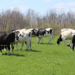 Silvopasture: Can livestock production really coexist with trees? Holstein dairy cattle grazing