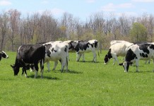 Ohio forage and grassland conference planned Feb. 3 Holstein dairy cattle grazing