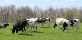 Holstein dairy cattle grazing