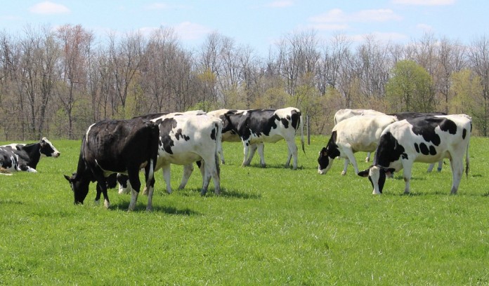 Holstein dairy cattle grazing