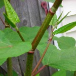 How to control Japanese knotweed Japanese knotweed