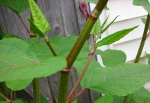 How to control Japanese knotweed Japanese knotweed