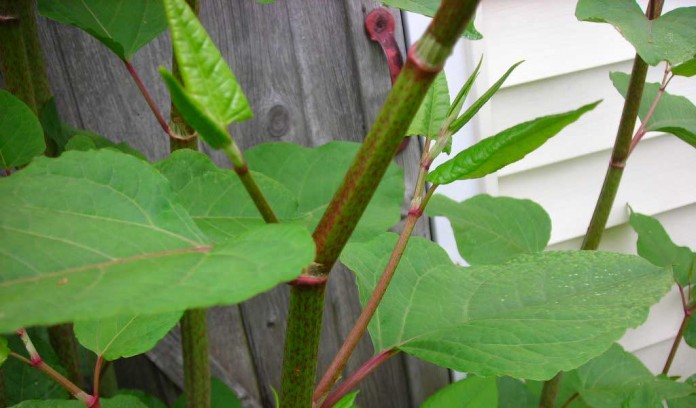 Japanese knotweed