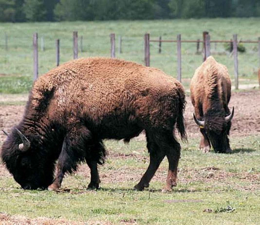 bison