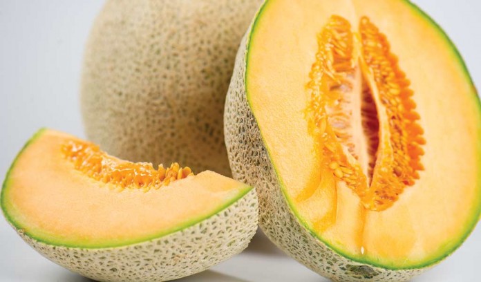 cantaloupe cantaloupe
