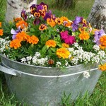 Make a Mother’s Day container garden galvanized steel tub of flowers