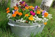 Make a Mother’s Day container garden galvanized steel tub of flowers