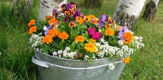 Container gardening workshop set for May 18 galvanized steel tub of flowers