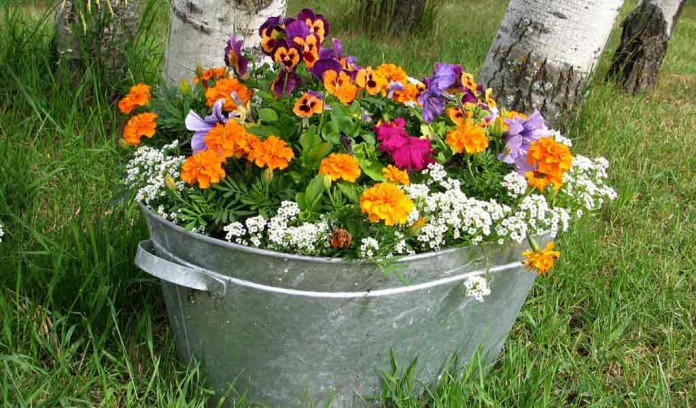 container garden galvanized steel tub of flowers