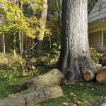Murder was contemplated cut down tree by house