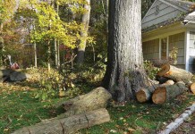 Murder was contemplated cut down tree by house
