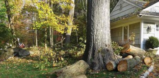 Murder was contemplated cut down tree by house