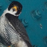 State environmental officials band, inspect Harrisburg’s newest peregrine falcons peregrine falcon on bridge