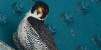 State environmental officials band, inspect Harrisburg’s newest peregrine falcons peregrine falcon on bridge