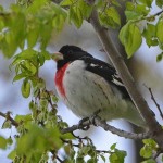 Rose-breasted grosbeaks at backyard feeders Rose-breasted grosbeak