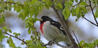 Rose-breasted grosbeak