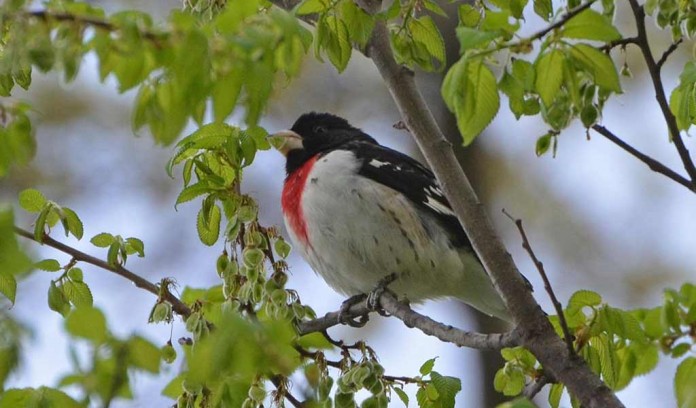 Rose-breasted grosbeak Rose-breasted grosbeak