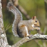 The great squirrel attack squirrel