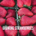 How to grow strawberries in containers strawberries in cartons