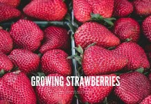 How to grow strawberries in containers strawberries in cartons