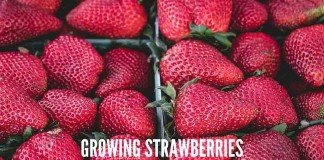 strawberries in cartons