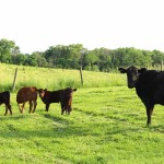 Never give up triplet beef calves