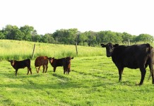 Never give up triplet beef calves