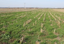 Voluntary conservation is the foundation of SWCD programming Cover crops