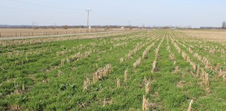 Cover crops