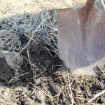 How to plant balled-and-burlapped trees shovel to ground