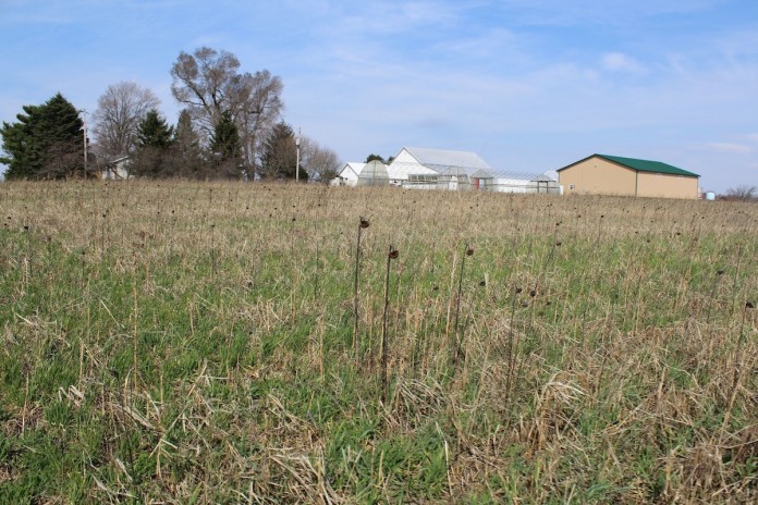 Brandt tall cover 2 Mixed cover crops