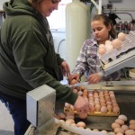 Calame Poultry loading eggs w daughter