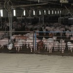 We have to start somewhere Krikke pigs closeup