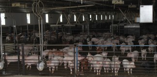 We have to start somewhere Krikke pigs closeup