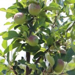 Quarry Hill Orchard apples