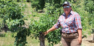 OPGMA summer tour takes a closer look at new fruit production techniques OPGMA grafting