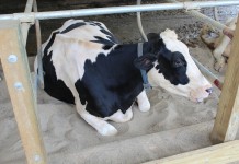 Controlling lice in dairy cattle A cow resting in a bedded stall.
