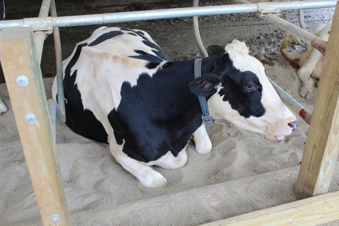 Raygor cow lying A cow resting in a bedded stall.