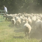 Sheep farming with a dairy frame of mind Rodger Sharp sheep flock