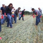 Wheat crimping demo