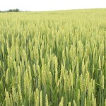 Predicting the grain market yields a lot of mistakes wheat field, Lake Erie, water quality,