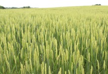 Market experiencing grain price beat down wheat field, Lake Erie, water quality,