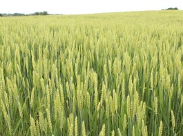 wheat field, Lake Erie, water quality,