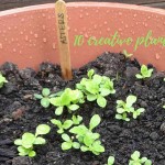 aster seedlings growing in container