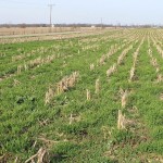 Cover crops
