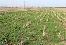 Grants are available for regenerative ag research Cover crops